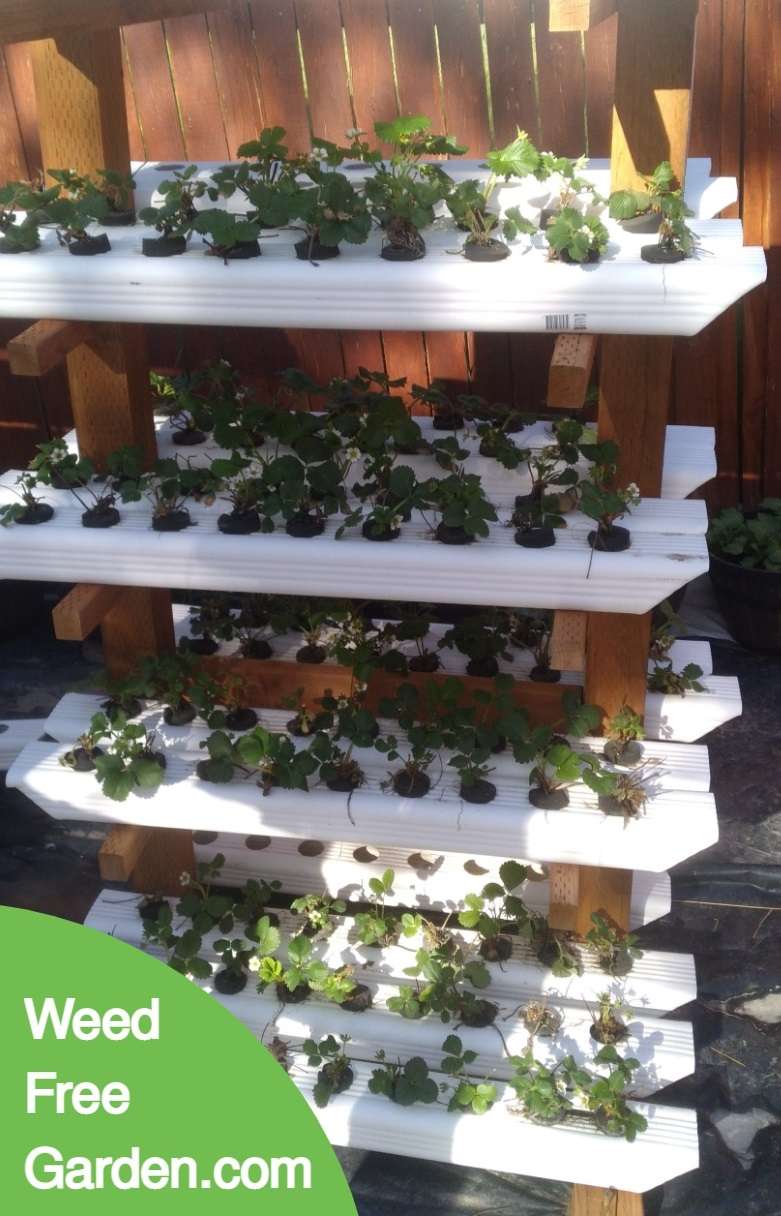 Strawberry plants June 6 2022