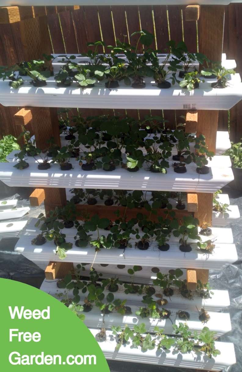Strawberry plants June 16 2022
