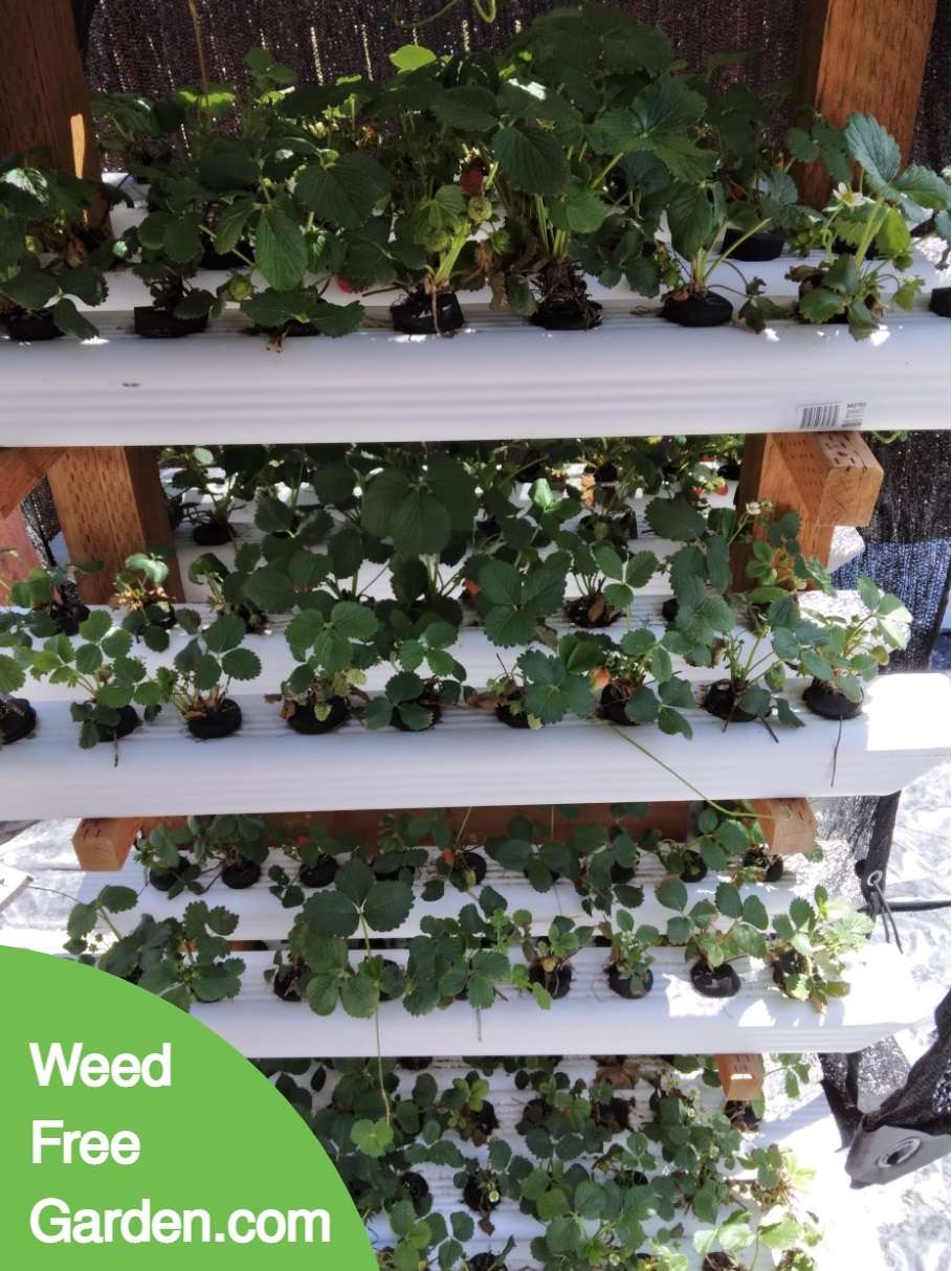 Plants June 26 2022