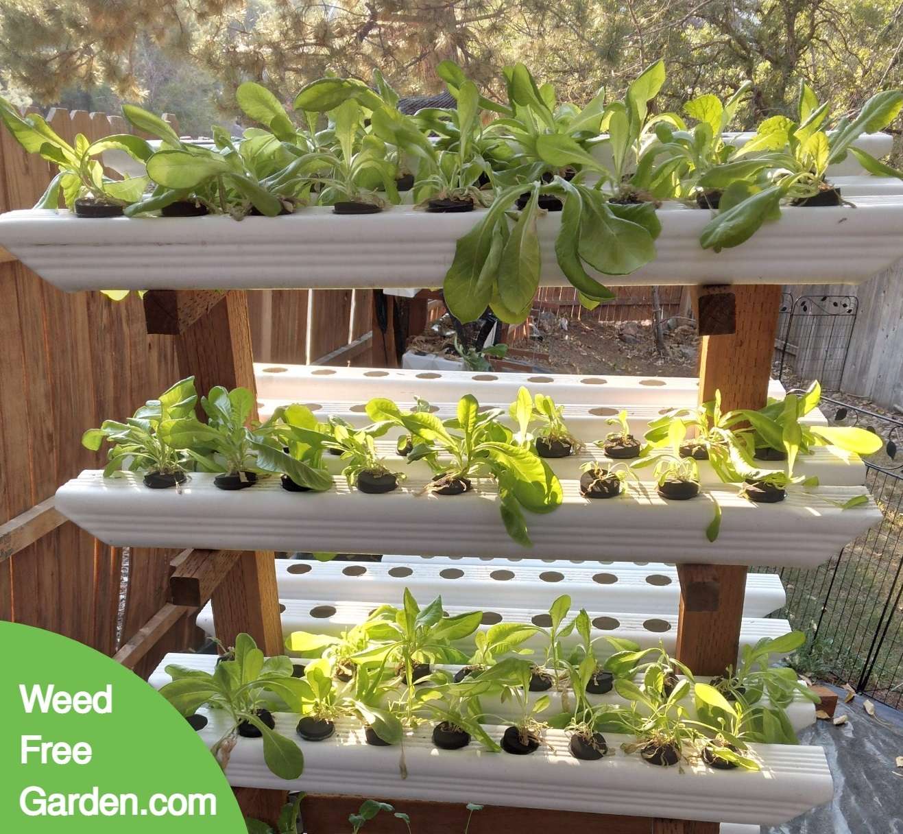 Lettuce Sept 11 2022