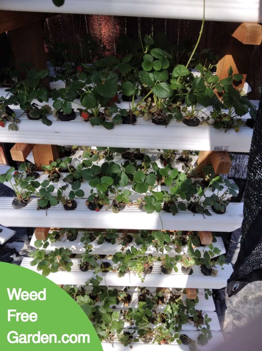 Plants July 3 2022