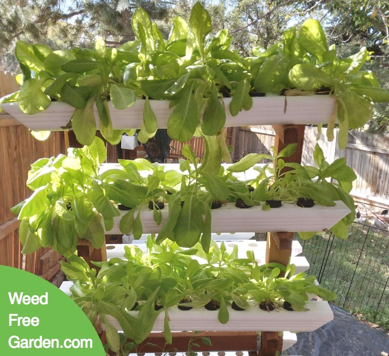 Lettuce Oct 1 2022