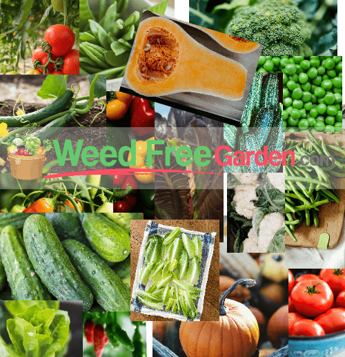 Garden crops available to grow