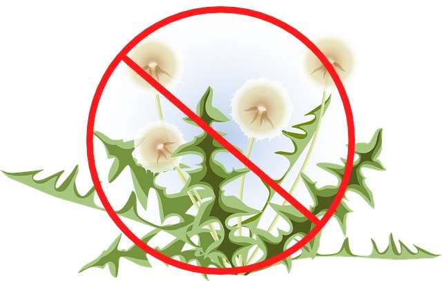 No weeds